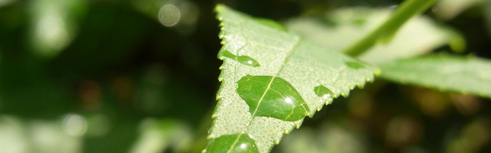 RIMG_Blatt-mit-Tropfen-1